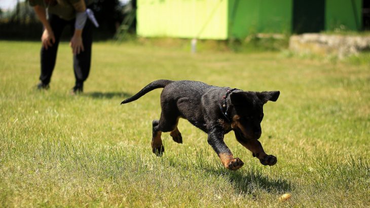 a dog trainer